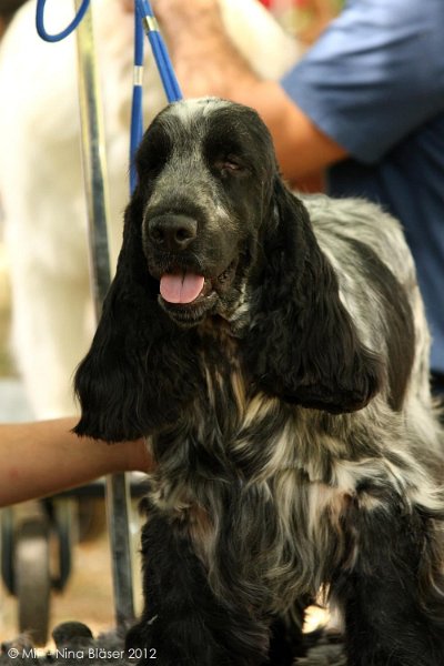 2012-07-01 B & B - Bedlington & Bichon Fun Day (53)_1000x1500.jpg